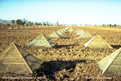 Pink bollworm emergence cages in Yuma, AZ