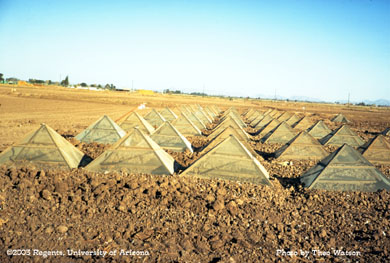 Pink bollworm emergence cages in Yuma, AZ