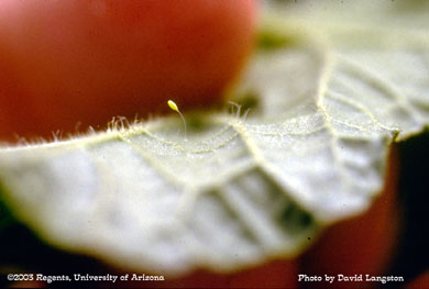 Lacewing egg
