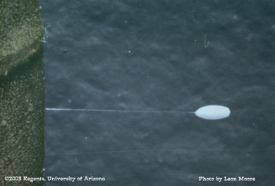 Lacewing egg