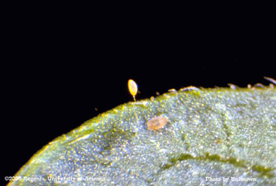 Psyllid egg & nymph
