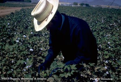 Checking cotton