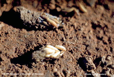 Egg pods showing eggs of M. Differentialis and M. Mexicanus