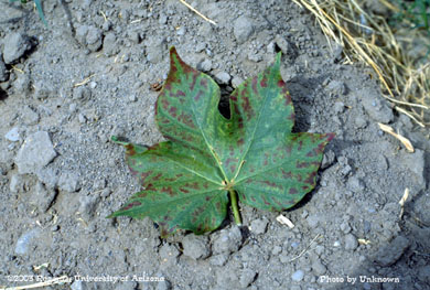 Hopperburn on cotton