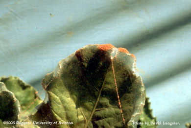 Two spotted spider mites in sugarbeets