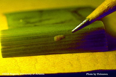 Southwestern corn borer egg mass