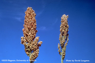 Heliothis damage on sorghum