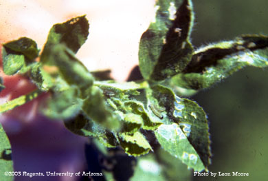 Weevil damage on alfalfa
