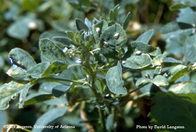 Aphid mummies (emergence holes)