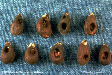 Pink bollworm damage to cotton seed