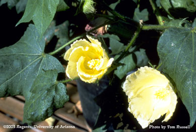 Cotton leaf crumple