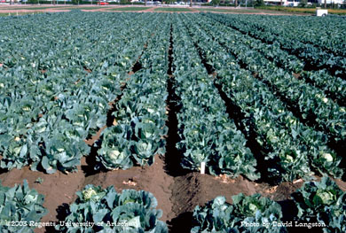 Economic threshold trials for cabbage looper and beet armyworm
