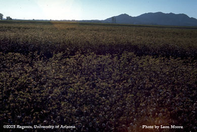 Cotton leaf perforator damage