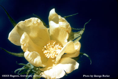 Lygus injury to a cotton bloom