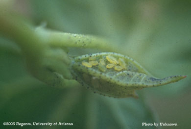 Aphids on cotton