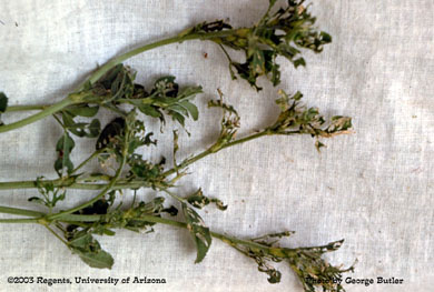 Egyptian weevil on alfalfa