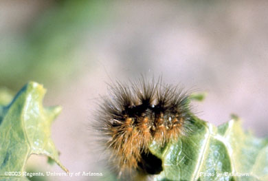 Saltmarsh caterpillar, showing eggs of Exorista larvorum