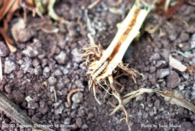 Southwestern corn borer  