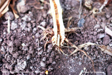 Southwestern corn borer  