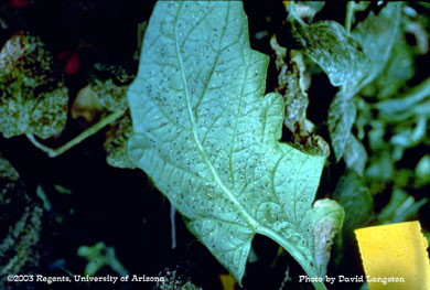 Greenhouse whitefly nymphs parasitized by encarsia on Sweet 100 tomatoes
