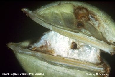 Pink bollworm damage on a boll