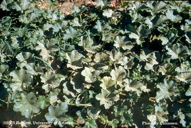 Mite injury to melons, Yuma, AZ 1952