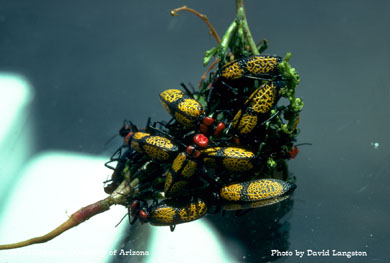 Red-headed blister beetles