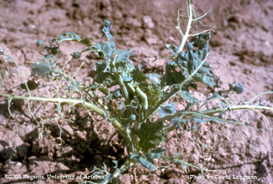 Broccoli looper larvae
