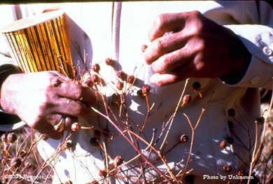 Collecting boll weevil - infested thurberia bolls, Santa Catalina Mtns, AZ