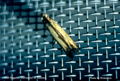 Male moth of the lesser cornstalk borer