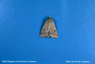 Bollworm