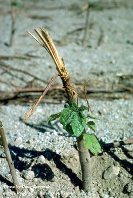 Boll weevil feeding on developing terminal from shredded & disced stalk