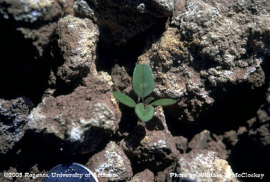 Photo of a Palmer Amaranth