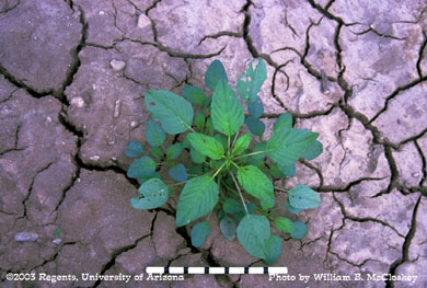 Photo of a Palmer Amaranth 