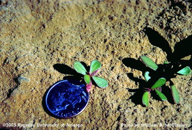 Photo of a Common purslane
