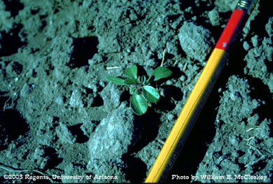 Photo of a Tumble pigweed