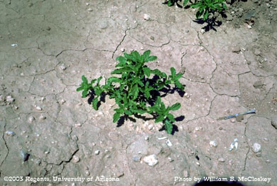 Photo of a Tumble pigweed
