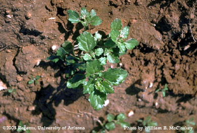 Photo of a Nettleleaf goosefoot