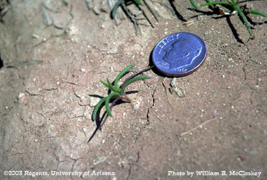 Photo of a Russian thistle