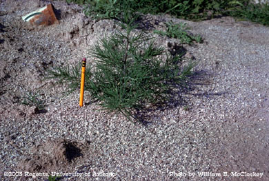 Photo of a Russian thistle