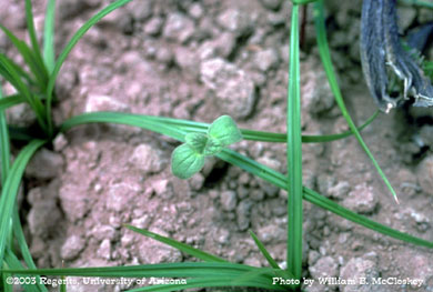 Photo of a Devil's claw