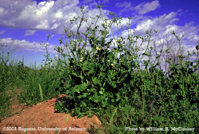 Photo of an Annual sowthistle