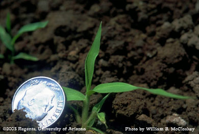 Photo of a Southwestern cupgrass