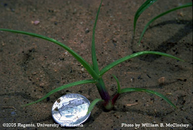Photo of a Field sandbur 