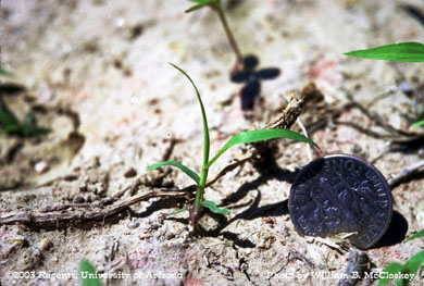 Photo of Red sprangletop 