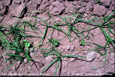 Photo of a nutsedge 