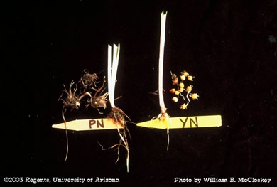 Photo of a Yellow and purple nutsedge