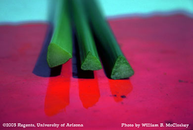 Photo of a Yellow nutsedge stem 