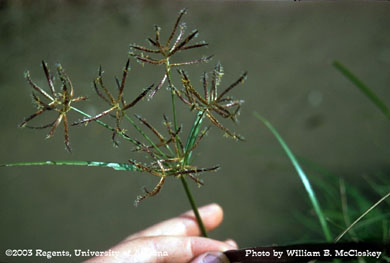 Photo of a Purple nutsedge seedhead 