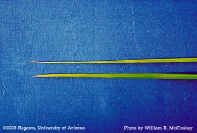 Photo of a Yellow & Purple nutsedge leaf